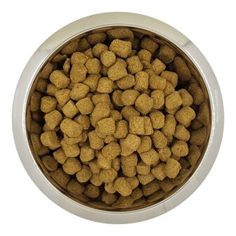 Yourdog chien fran&Ccedil;ais blanc et orange volwassen