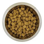 Yourdog chien franÇais blanc et orange volwassen