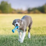 Kong puppy goodie bone roze of blauw assorti