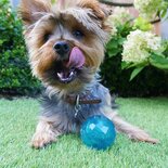 Biosafe puppy snack bal blauw